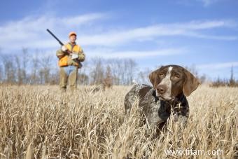 Plus de 100 noms de chiens de chasse pour votre compagnon intelligent 