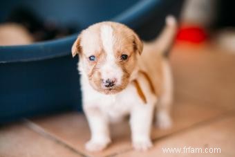 11 étapes importantes du chiot à chérir au fur et à mesure que votre chien grandit 