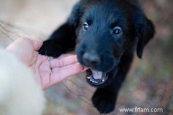 11 étapes importantes du chiot à chérir au fur et à mesure que votre chien grandit 