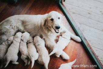 11 signes qu un chiot vient d une usine à chiots 