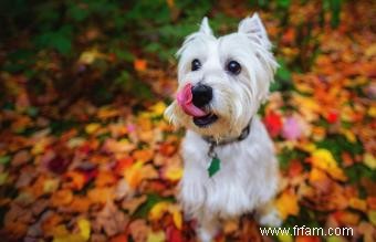 115 noms de chiens écossais inspirés par le pays et la culture 