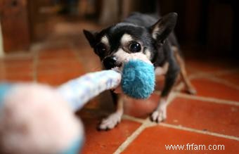 120 noms de chiens allemands puissants et leurs significations particulières 