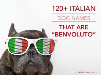 120+ noms de chiens italiens qui sont Benvoluto 