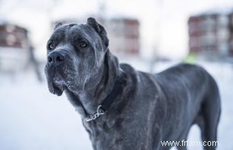 120+ noms de chiens italiens qui sont Benvoluto 