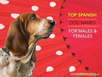 125 + meilleurs noms de chiens espagnols pour hommes et femmes 