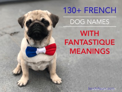 130+ noms de chiens français avec des significations fantastiques 