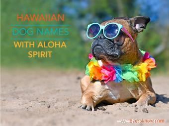 167 noms de chiens hawaïens avec Aloha Spirit 