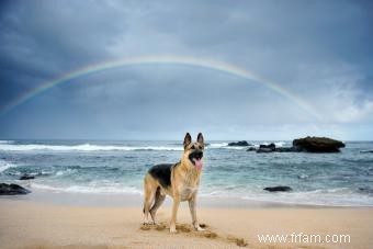 167 noms de chiens hawaïens avec Aloha Spirit 