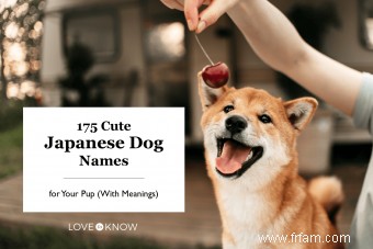 175 noms de chiens japonais mignons pour votre chiot (avec significations) 