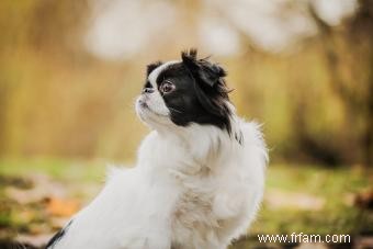 175 noms de chiens japonais mignons pour votre chiot (avec significations) 