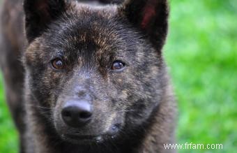 175 noms de chiens japonais mignons pour votre chiot (avec significations) 