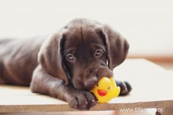 Plus de 200 noms de chiots Chocolate Lab aussi doux qu ils le sont 