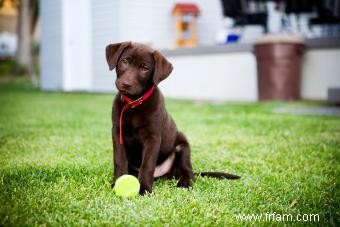 Plus de 200 noms de chiots Chocolate Lab aussi doux qu ils le sont 