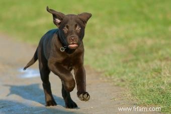 Plus de 200 noms de chiots Chocolate Lab aussi doux qu ils le sont 