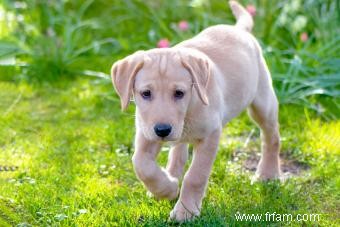 201 noms de laboratoire jaune pour votre charmant nouveau chiot 