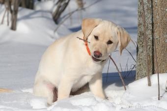 201 noms de laboratoire jaune pour votre charmant nouveau chiot 