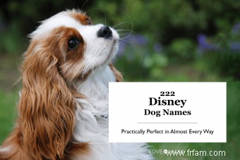 222 noms de chiens Disney qui sont pratiquement parfaits à presque tous les égards 