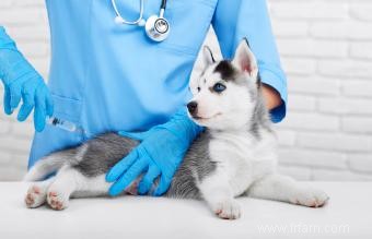 Administration du vaccin à dose unique Canine 6way pour chiots 