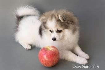 Adorables chiots de Poméranie 