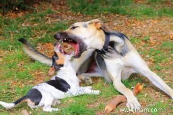 Chiot mordant agressivement :que faire ? 