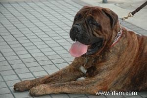 Plan de formation pour chiot Bullmastiff 