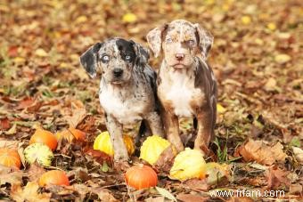 Chiots Catahoulas 