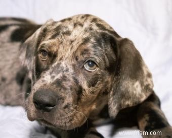 Chiots Catahoulas 