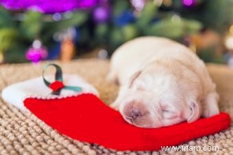 Bas de Noël pour chiots 