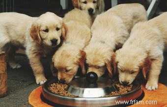 Nourrir votre chiot avec des croquettes 