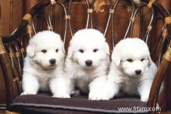 Guide des chiots des Grandes Pyrénées 