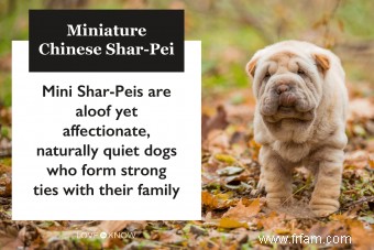 Guide des chiots Shar Pei miniatures 