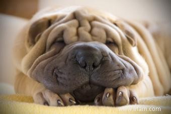 Guide des chiots Shar Pei miniatures 