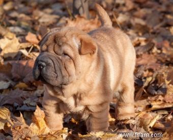 Guide des chiots Shar Pei miniatures 