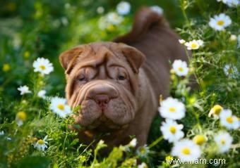 Guide des chiots Shar Pei miniatures 