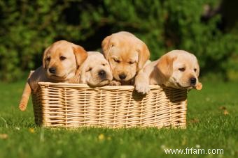 Comment vendre des chiots 