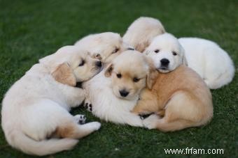 Comment vendre des chiots 