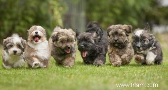 Comment vendre des chiots 