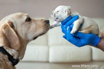 Étapes clés du chiot que chaque propriétaire d animal devrait connaître 