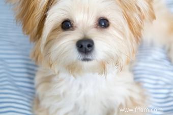 Faits et vidéos sur les chiots Morkie 