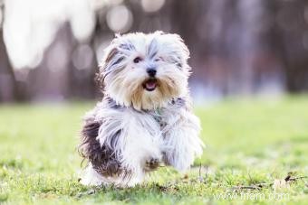 Faits et vidéos sur les chiots Morkie 