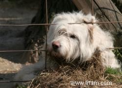 La relation entre les animaleries et les usines à chiots 