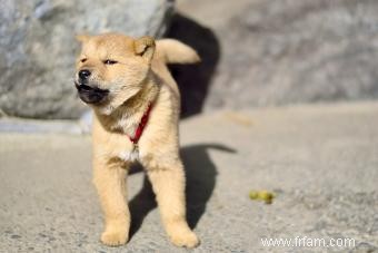 Apprendre à votre chiot à ne pas aboyer 