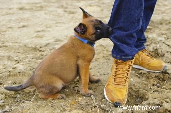 Comprendre le comportement dominant du chiot 