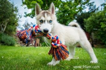 Quand mon chiot arrêtera-t-il de grandir ? 