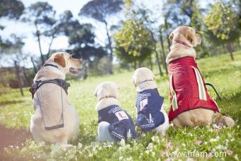 Quand votre chiot se calmera-t-il ? Réponses Plus Conseils 