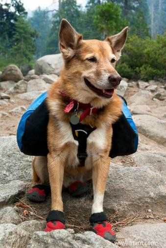 3 façons rapides d amener votre chien à arrêter d aboyer 