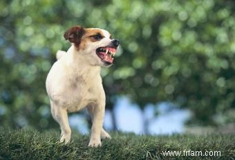 Faire face à un terrier agressif 