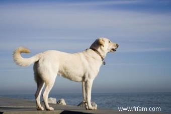 Que faire lorsque votre chien joue trop brutalement 