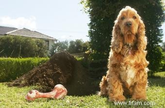 Pourquoi les chiens enterrent-ils les os ? 