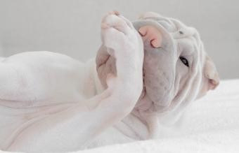 Pourquoi les chiens se lèchent-ils les pattes ? 7 causes courantes 